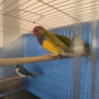 فنچ گلدین مست مست|پرنده|تهران, باغ فیض|دیوار