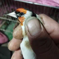 سهره نر حلب