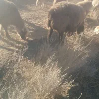 ۲۰ میش ۲۰ بز همه ابستن میشها بردسیر|حیوانات مزرعه|بردسیر, |دیوار