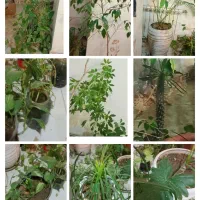 انواع گیاهان|گل و گیاه طبیعی|ری, دولتآباد|دیوار