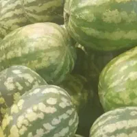 هندوانه دانه قرمز
