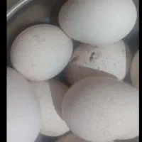 تخم بوقلمون برنز  ۵۰/۰۰۰|حیوانات مزرعه|تهران, پونک|دیوار