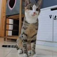 واگذاری گربه DSH  کاملا رایگان