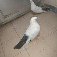 کبوترزینتی