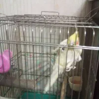 یه جفت عروس هلندی همراه با قفس ووسایل