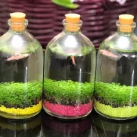 تراریوم.ویال ۱۰۰ چمنشده.تنگ ماهی زبرا