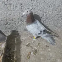 هفرنگ نر پرشی