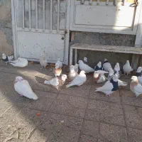 طوقی و جوجه طوقی