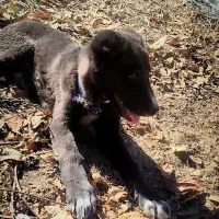 سگ قهدریجانی