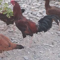 خروس جوان و سالم