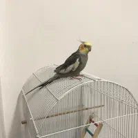 عروس‌هلندی با قفس|پرنده|رشت, حمیدیان|دیوار