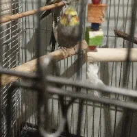 عروس هلندی نر