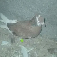 پرنده|حیوانات|مشهد, پروین اعتصامی|دیوار