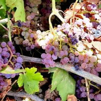 باغ-انگوری-مفت-زیر-قیمت