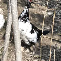 اردک اسرائیلی|حیوانات مزرعه|گرگان, |دیوار