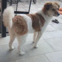 فروش سگ خانگی