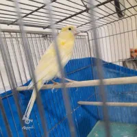 قناری نر سوپر پنج ماهه