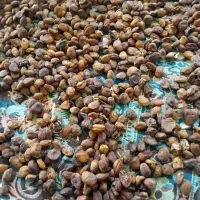 زردآلو خشک ارگانیک که بطور سنتی و طبیعی خشک شده