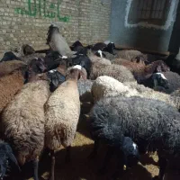 گوسفند جوان آبستن