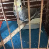 فروش دو عدد عروس هلندی بالغ نر وماده