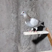 کبوتر پوس پیازی