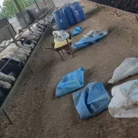 فروش ۲۰۰راس بره|حیوانات مزرعه|شیراز, آبیاری|دیوار