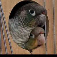 گیرینجیک|پرنده|شهریار, کهنز|دیوار