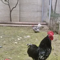 مرغ و خروس و جوجه و تخم مرغ کوشین