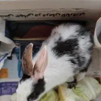 واگذاری خرگوش