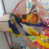 عروس هلندی تخم گزار با تجهیزات|پرنده|نوشهر, |دیوار