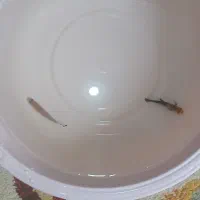 دوعدد ماهی فقط و فقط رایگان|ماهی|بندرعباس, |دیوار