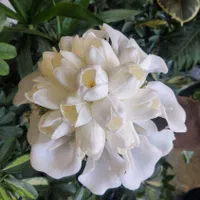 گل مصنوعی اقتصادی به قیمت عمده|گل مصنوعی|اصفهان, شمس آباد|دیوار