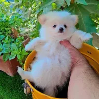 واگذاری سگ پامرانین شیتزو اسکاتیش بریتیش|سگ|تهران, گلستان (شهرک راه آهن)|دیوار