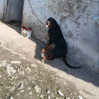 سگ رودفایلر