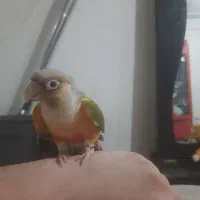 طوطی گیرینچیک رام سخنگو۸کلم حرف میزنه، معاوضه دارم|پرنده|بومهن, |دیوار