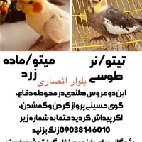 دو عدد عروس هلندی گمشده