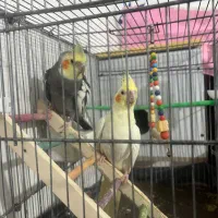 معاوضه عروس هلندی سخنگو با قناری|پرنده|شاهرود, |دیوار