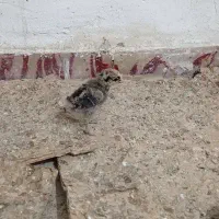 جوجه 13روزه|حیوانات مزرعه|رامشیر, |دیوار