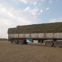 یونجه انباری خشک