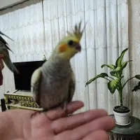 پرنده|پرنده|رباط‌کریم, رباط‌کریم|دیوار