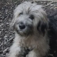 واگذاری توله سگ شینزو|سگ|صومعه‌سرا, |دیوار