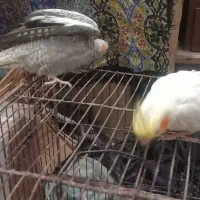 جفت طوطی مرواریدی و لوتینو دستی با قفس و وسایل|پرنده|بهبهان, |دیوار