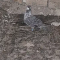 کبوتر|پرنده|چناران, |دیوار