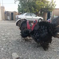 بوقلمون درجه یک|حیوانات مزرعه|مشهد, درزآب|دیوار