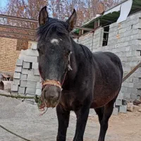 اسب درجه یک