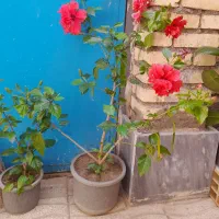 گل سودی فیکوس.کاج مطبق.بنفشه.ختمی.کاغذی