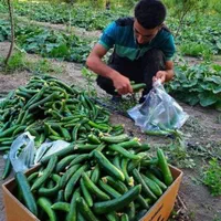 سرکار‌گرمحصولات کشاورزی