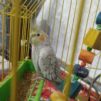 عروس هلندی گل باقالی ماده