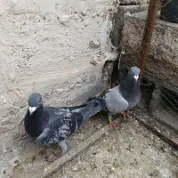 کبوتر پلاکی|پرنده|پاکدشت, شهرک انقلاب|دیوار