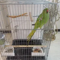 پرنده ملنگو